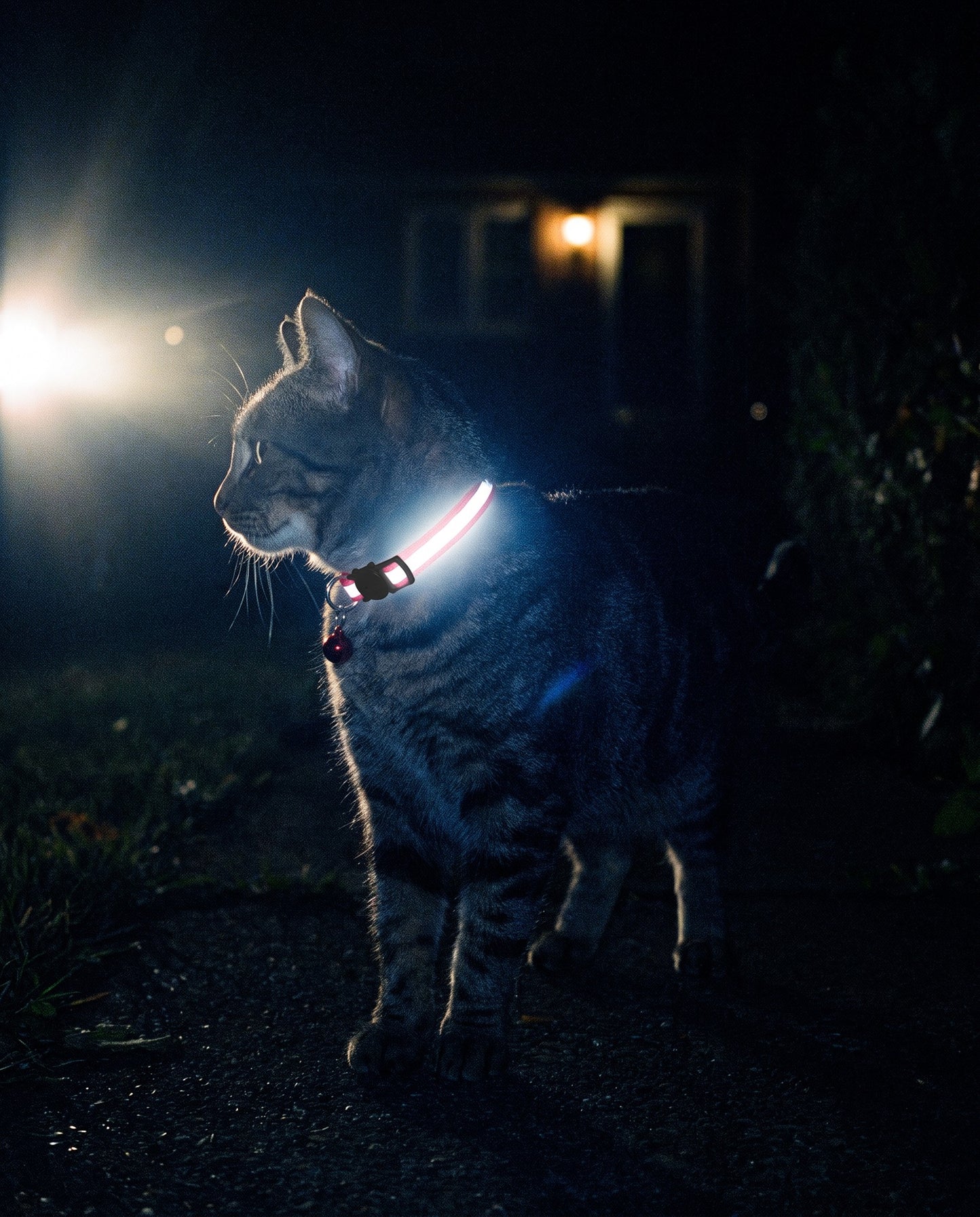 Breakaway Cat Collars with Bell, 10 Pack, in use at home