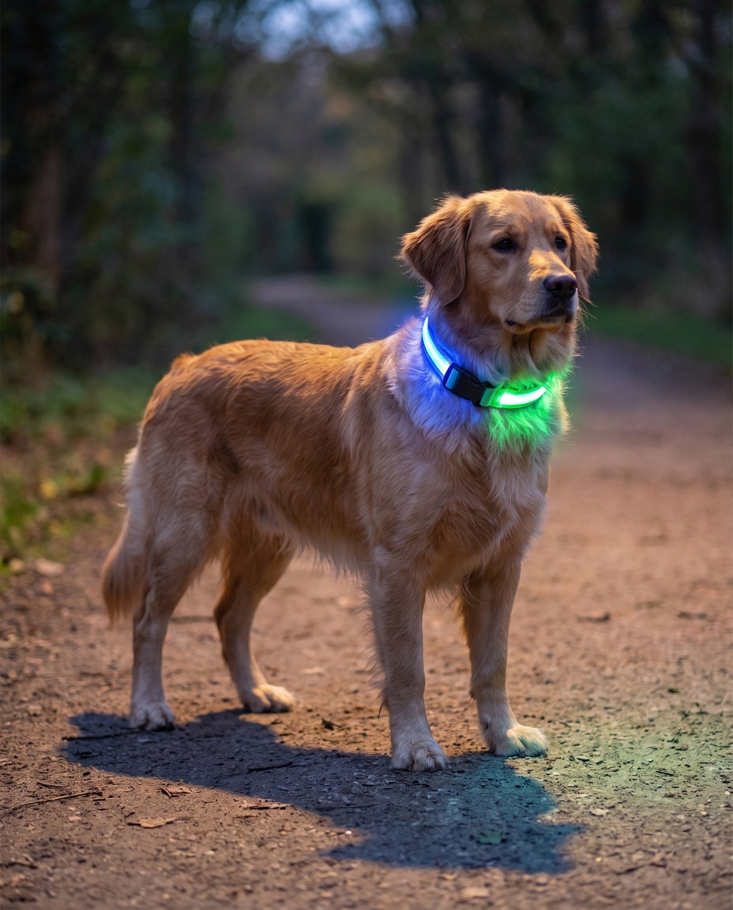 LED Rechargeable Dog Collar, 3 Modes, in use at home