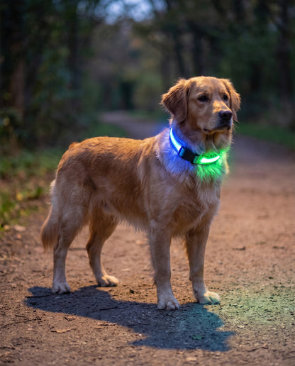 LED Rechargeable Dog Collar, 3 Modes, in use at home