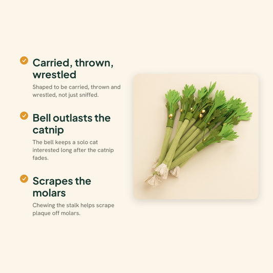 Catnip Celery Chew Sticks for Cats, key benefits
