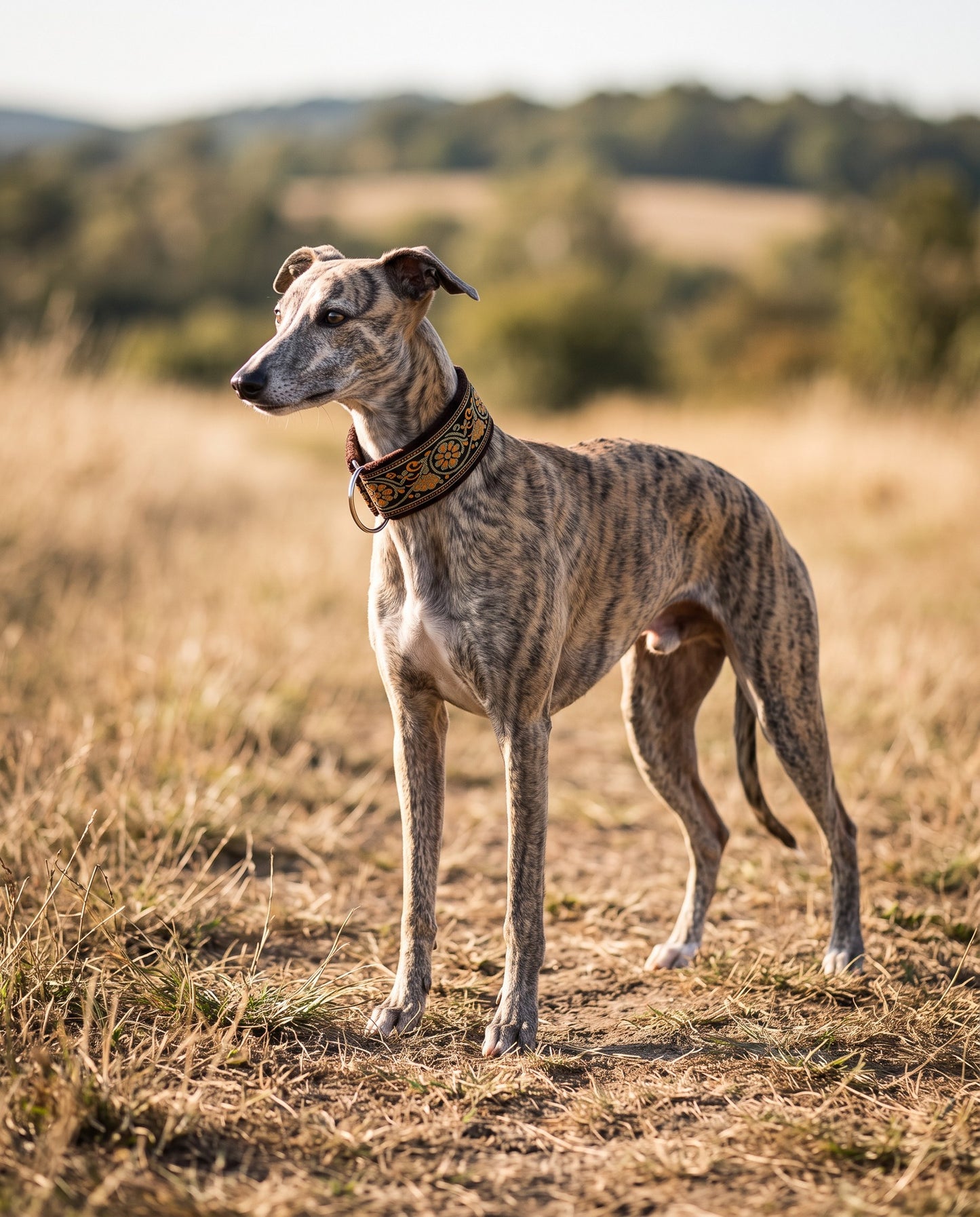 Wide Martingale Collar for Sighthounds, in use at home