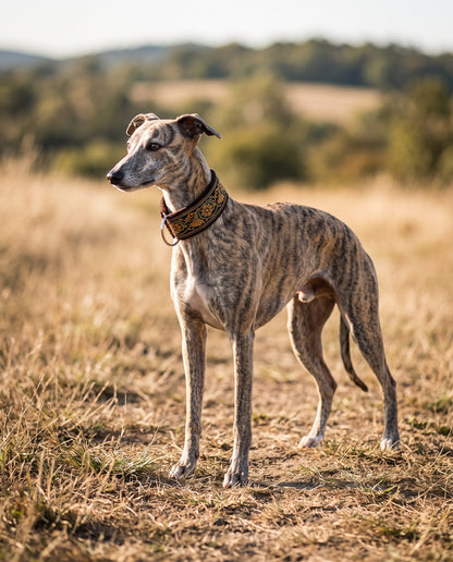 Wide Martingale Collar for Sighthounds, in use at home