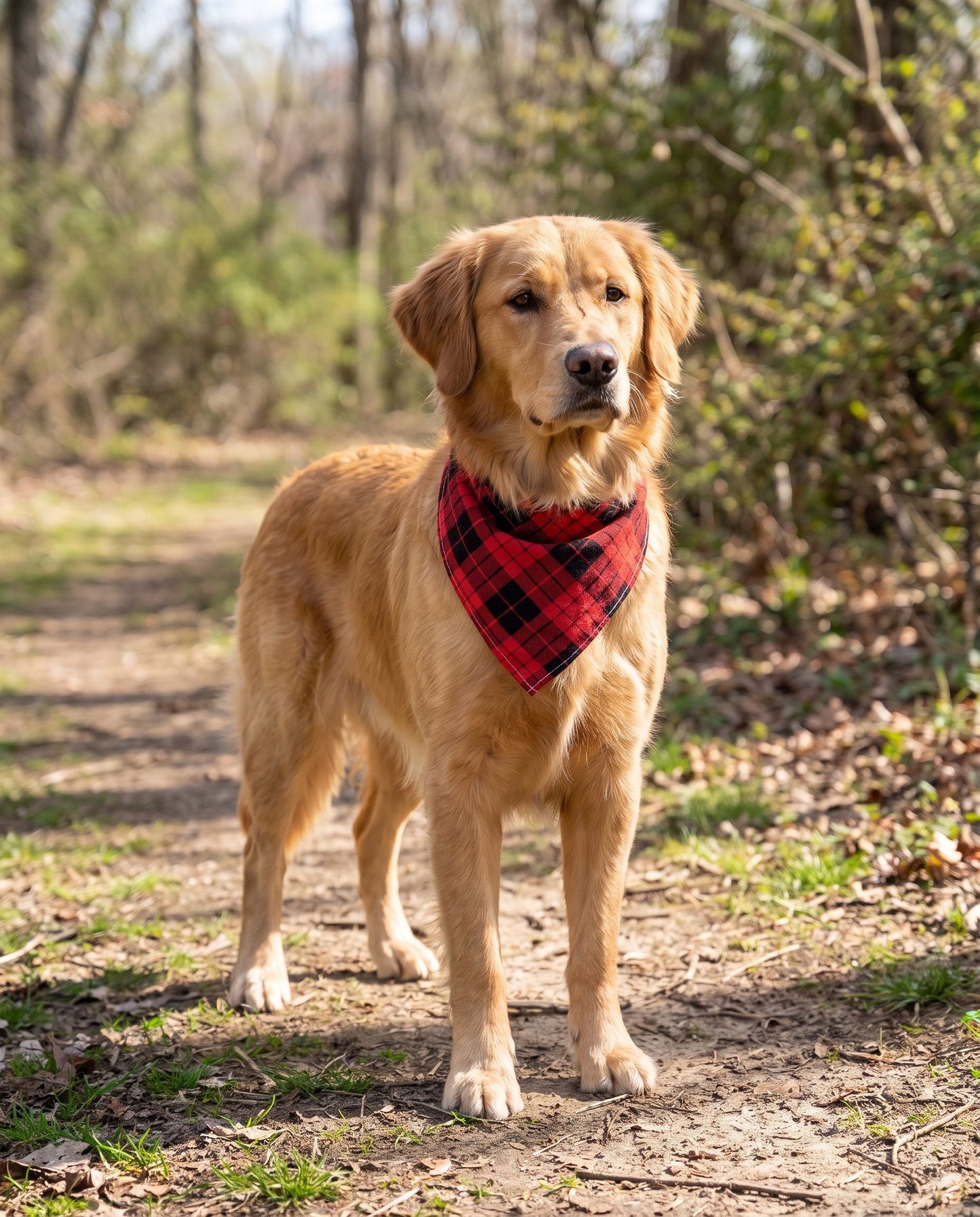 Cotton Plaid Dog Bandana, in use at home