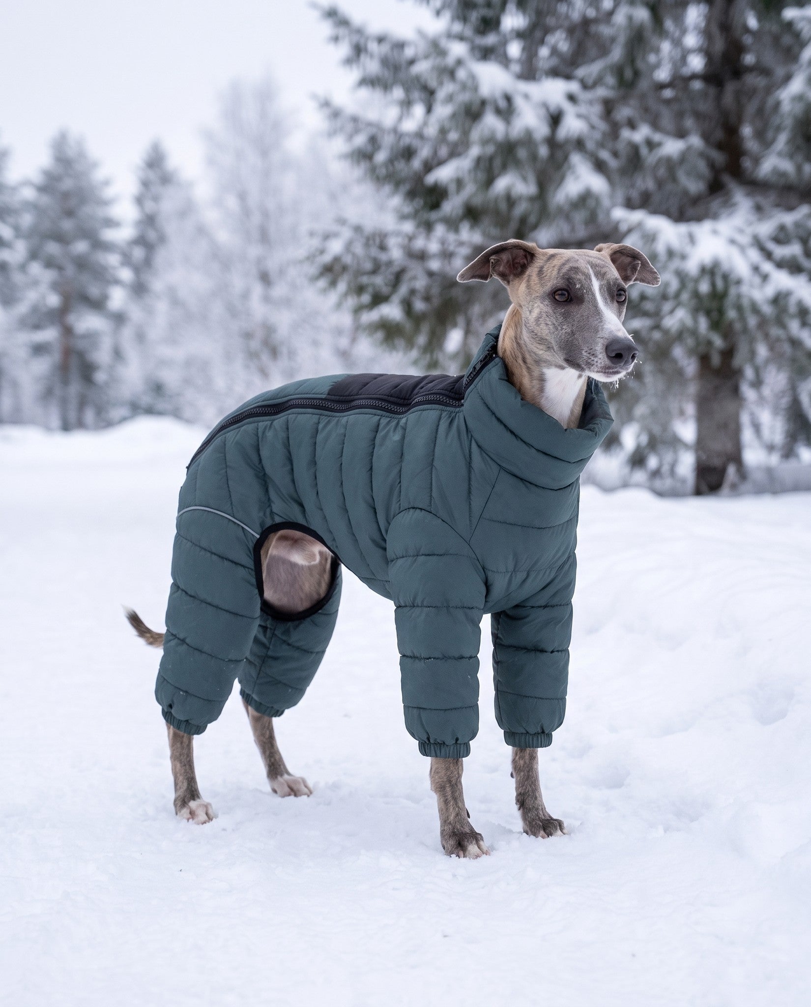 Padded Four-Leg Winter Dog Snowsuit, in use at home