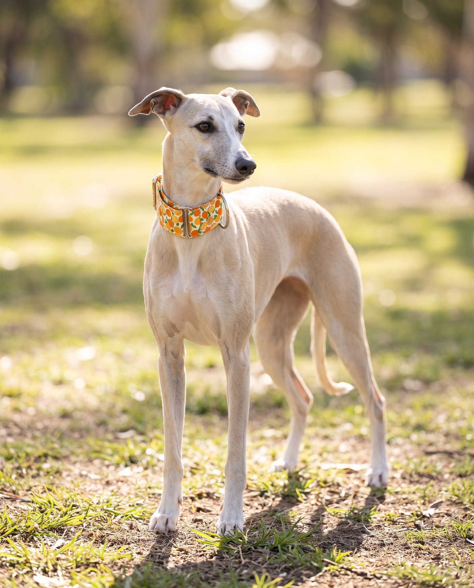 Patterned Cotton Martingale Collar, in use at home