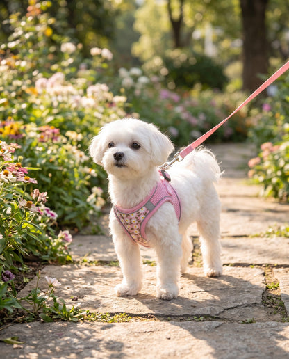Printed Mesh Step-In Harness and Leash Set, in use at home