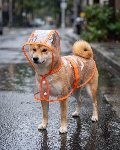 Transparent Hooded Dog Raincoat, in use at home