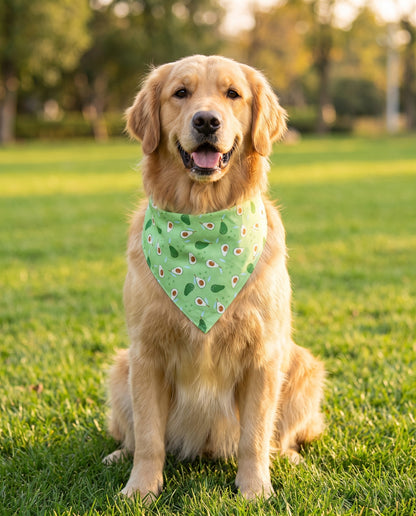Cotton Fruit Print Dog Bandana, in use at home