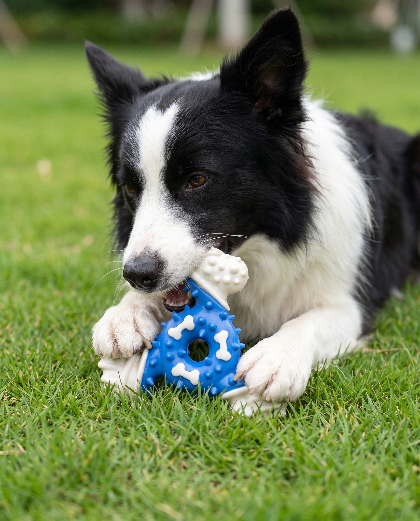 TPR-Coated Nylon Bone Chew Toy, in use at home
