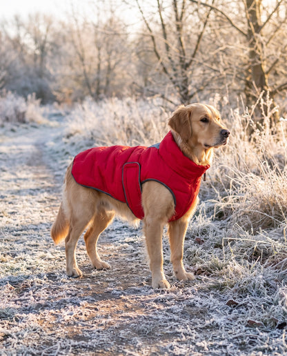 Windproof Padded Dog Coat, in use at home