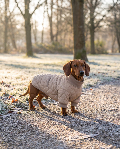 Quilted Winter Coat for Dachshunds, in use at home