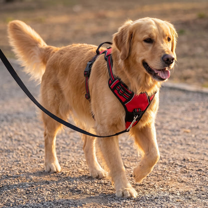 Reflective No-Pull Dog Harness, on a golden retriever on a walk