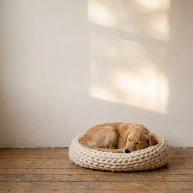 A sleeping puppy