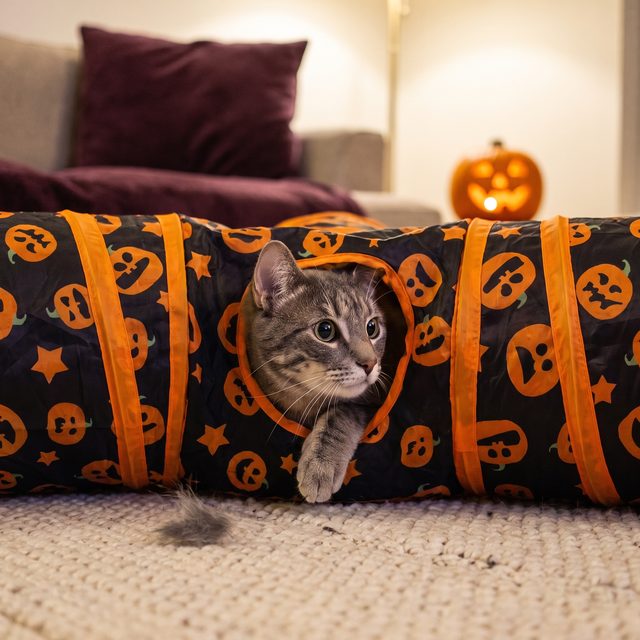 A cat peeking out of a pumpkin-print tunnel